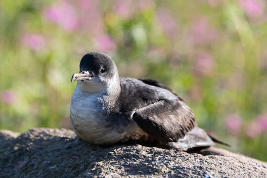 Manx Shearwater (puffinus puffinus) sat on a rock in early morning sunshine, surrounded by greenery and wildflowers. Skomer Island, UK