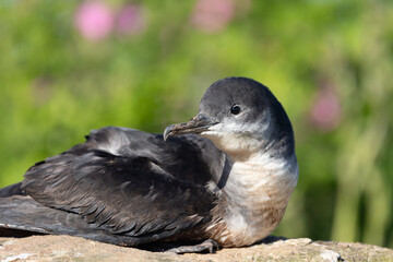 Close up of a Manx Shearwater (puffinus puffinus) sat on a rock in early morning sunshine, surrounded by greenery and wildflowers. Skomer Island, UK