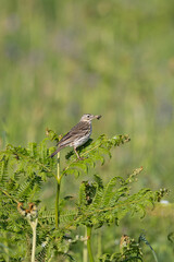 Meadow pipit (anthus pratensis) perched on the top of a fern plant with food for young in its beak. Skomer Island, Wales, UK