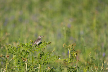 Foraging Meadow pipit (anthus pratensis) surrounded by plants and wildflowers on Skomer Island in late Spring/Early Summer