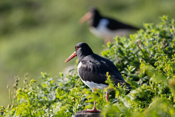 Two Oystercatchers (haematopus ostralegus) bird, surrounded by greenery. Wales, UK in May.