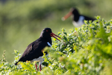Beautiful pair of black and white Oystercatchers (haematopus ostralegus), surrounded by greenery. 