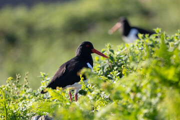 Pair of black and white Oystercatcher (haematopus ostralegus) bird, surrounded by greenery. 