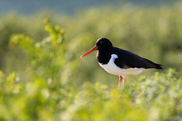 Single sunlit black and white Oystercatcher (haematopus ostralegus) bird, surrounded by greenery. 