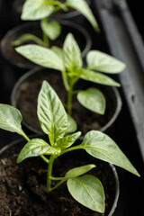 Tomato seedlings closeup. Tomato seedlings in plastic containers top view. Seedlings of small tomatoes. Growing vegetables