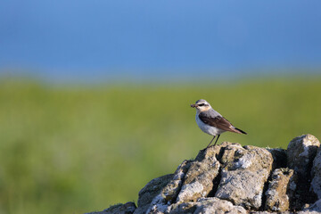 Male Wheatear (Oenanthe oenanthe) perched on a rock with food in its beak. Green grass and blus sky background. UK