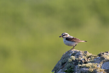 SunlitMale Wheatear (Oenanthe oenanthe) perched on a rock with food in its beak. UK