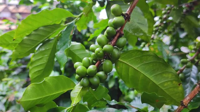 Arabica coffee seed on Coffee arabica tree is a species of flowering plant in the coffee and madder family Rubiaceae - local agriculture in northern pha hee village chiang rai thailand - ingredient  