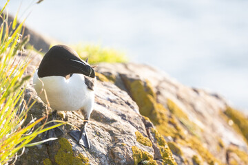 Razorbill (Alca torda) perched on a cliff in soft early morning sunshine. Skomer Island, UK