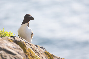 Razorbill (Alca torda) perched on a cliff in soft early morning sunshine. Skomer Island, UK