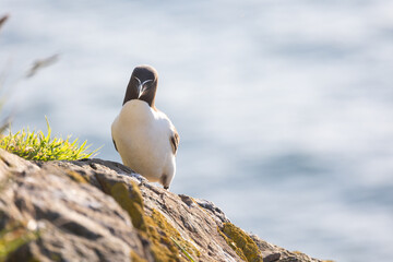 Razorbill (Alca torda) facing the camera whilst perched on a cliff in early morning sunshine. Sea...
