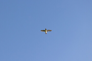 Underside view of a Puffin (fratercula arctica) in flight, flying through a clear, blue sky.