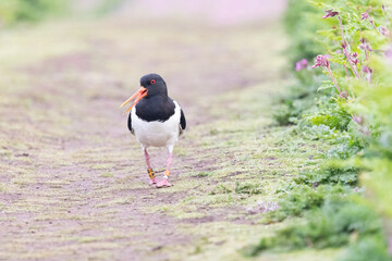 Oystercatcher (haematopus ostralegus) with small metal leg ring on right walking down a footpath...