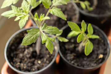 Tomato seedlings closeup. Tomato seedlings in plastic containers top view. Seedlings of small tomatoes. Growing vegetables