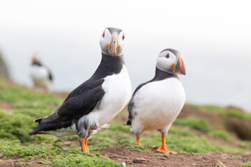 Two puffins (fratercula arctica) stand on top of a cliff with the sea behind.