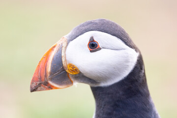 Atlantic puffin (fratercula arctica) head shot