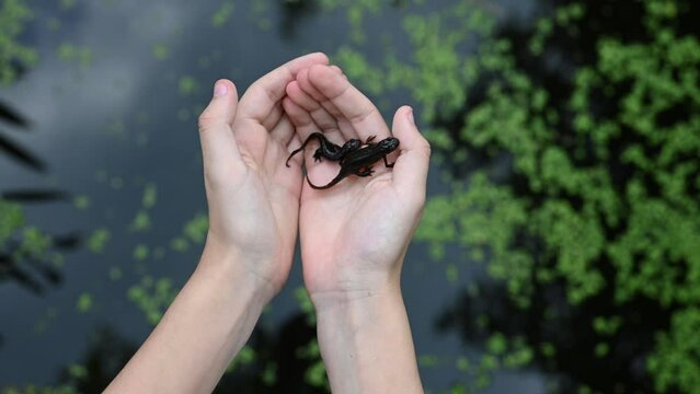 Opening the child hands in the shape of a heart with two cute smooth newts, jumping in a garden pond. Nature ecological concept. (Lissotriton vulgaris)