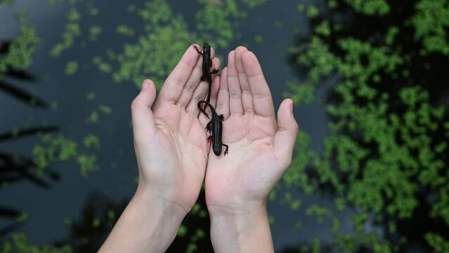 Opening the girl hands in the shape of a heart with two cute smooth newts over garden pond background. Nature ecological concept. (Lissotriton vulgaris)