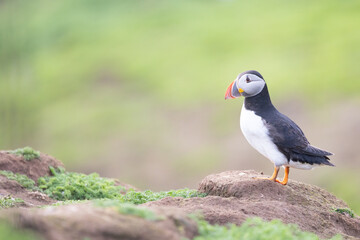 Atlantic puffin (fratercula arctica) standing proud with copy space on the left of the frame.