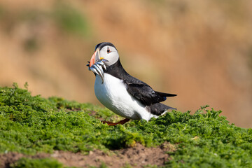 A puffin (fratercula arctica) returns to its burrow with a beak full of shiny, fresh sand eels.