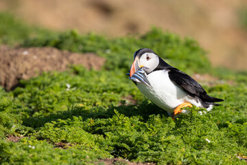 A puffin (fratercula arctica) runs back to its burrow with a beak full of shiny, fresh sand eels.