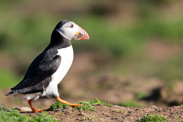 Beautiful puffin (fratercula arctica) walking in sun light