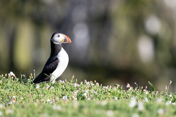 Bright and beautiful Atlantic puffin (fratercula arctica) surrounded by wildflowers.