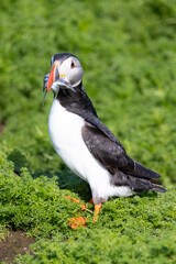 A vibrant and colourful puffin (fratercula arctica) portrait with sand eels in its beak. Spring on Skomer Island.