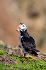 Sunlit Atlantic puffin (fratercula arctica) with a mouthful of sand eels.