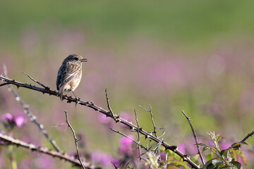 European Stonechat (Saxicola rubicola) on a bramble with a background of pink wildflowers.
