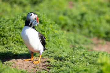 Bold and vibrant Atlantic puffin (fratercula arctica) stands with a beak full of sand eels against a bright green background.