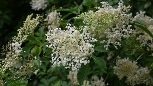 Beautiful flower buds and flowers of the black elder in the spring forest. Alternative medicine and organic food concept.(Sambucus nigra)	