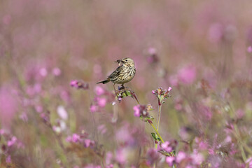 Meadow Pipit (Anthus pratensis) with insects in its beak, lightly perched on top of pink wildflowers on Skomer Island, Wales.
