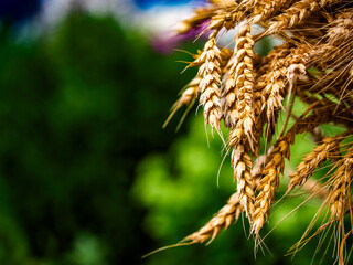 Detailed shot emphasizing the intricate design of wheat ears; great for nature-themed content.