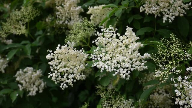 Blooming elderflower or european black elderberry in cottage garden. (Sambucus nigra) Organic food or Alternative medicine concept.