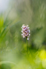 Fototapeta premium Orchid, Milky orchid, Orchis lactea. Monte Doglia, Alghero, Sardinia, Italy