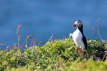 Bold and vibrant image of an Atlantic puffin (fratercula arctica) in the sunshine. Standing on lush, green grass with a deep, blue sea behind. © Helen
