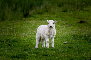 Obraz premium sheep in the meadow