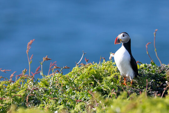 Bold and vibrant image of an Atlantic puffin (fratercula arctica) in the sunshine. Standing on lush, green grass with a deep, blue sea behind.