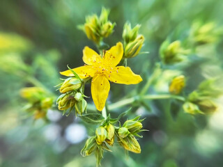 medical plant St. John's wort close up