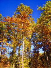 Fototapeta premium A forest in autumn, trees with golden leaves, clear blue sky, tranquil mood for seasonal themes. Autumnal trees, vibrant leaves, serene sky, peaceful atmosphere, ideal for nature-inspired designs.