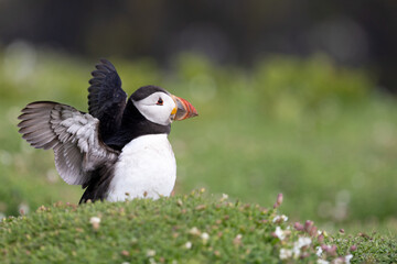 Cute puffin (fratercula arctica) stretches its wings, looking at the copy space to the right of the frame.