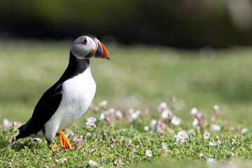 A puffin (fratercula arctica) looks to the right of the frame whilst standing amongst the wildflowers on Skomer Island.