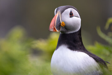 Naklejka premium Beautiful, softly lit, close up head shot of an Atlantic puffin (fratercula arctica). 