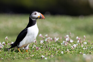 A puffin (fratercula arctica) looks to the right of the frame whilst standing amongst the wildflowers on Skomer Island.