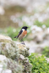 Environmental shot of a Stonechat (saxicola rubicola) in a rocky, wildflower habitat on Skomer Island, Wales