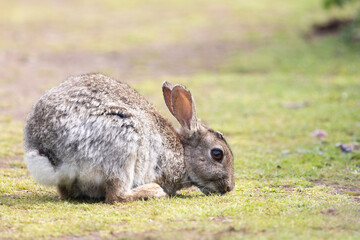 Skomer Island rabbit (Oryctolagus cuniculus) nibbling short grass in the sunshine.
