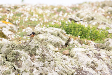 Environmental shot of a Stonechat (saxicola rubicola) in a rocky, wildflower habitat. UK