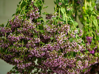 Fototapeta premium A collection of green and flowering herbs suspended for air-drying, highlighting an organic and traditional practice.