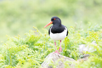Red-eyed Oystercatcher (haematopus ostralegus), in late spring, stands on a rock surrounded by greenery. © Helen